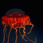 Deep-sea Atolla jellyfish photographed by NOAA Ocean Exploration in the Celebes Sea at a depth of at least 1,500 meters