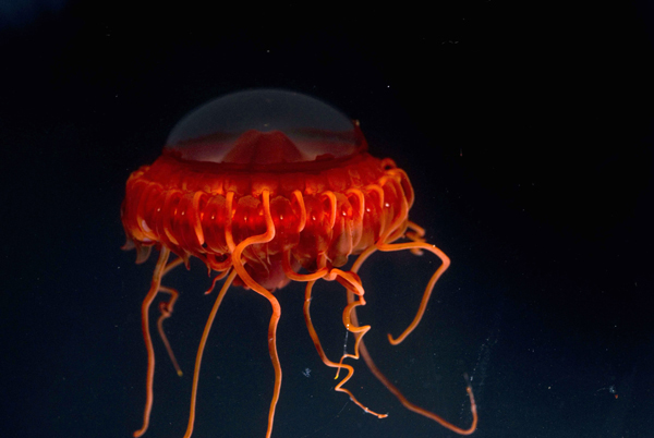 Deep-sea Atolla jellyfish photographed by NOAA Ocean Exploration in the Celebes Sea at a depth of at least 1,500 meters