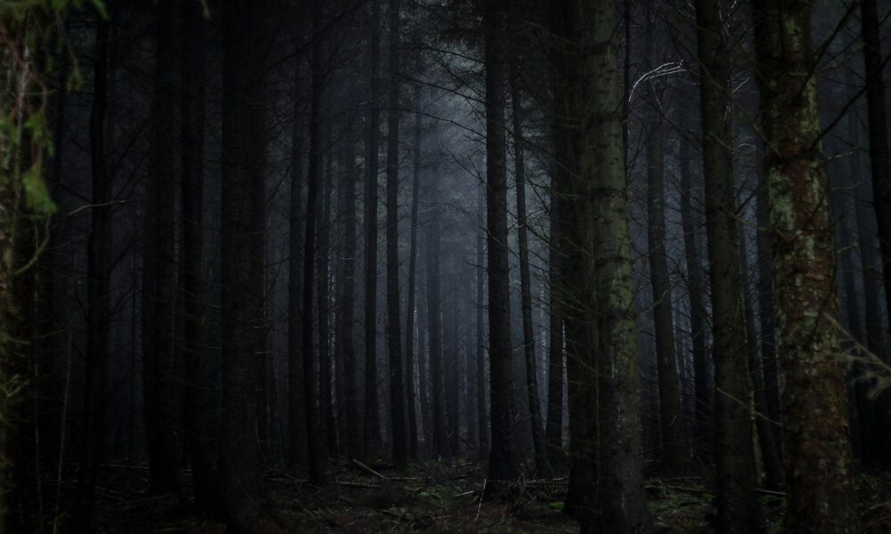 Dark forest representing the 99 Nights in the Forest Helping Happy event