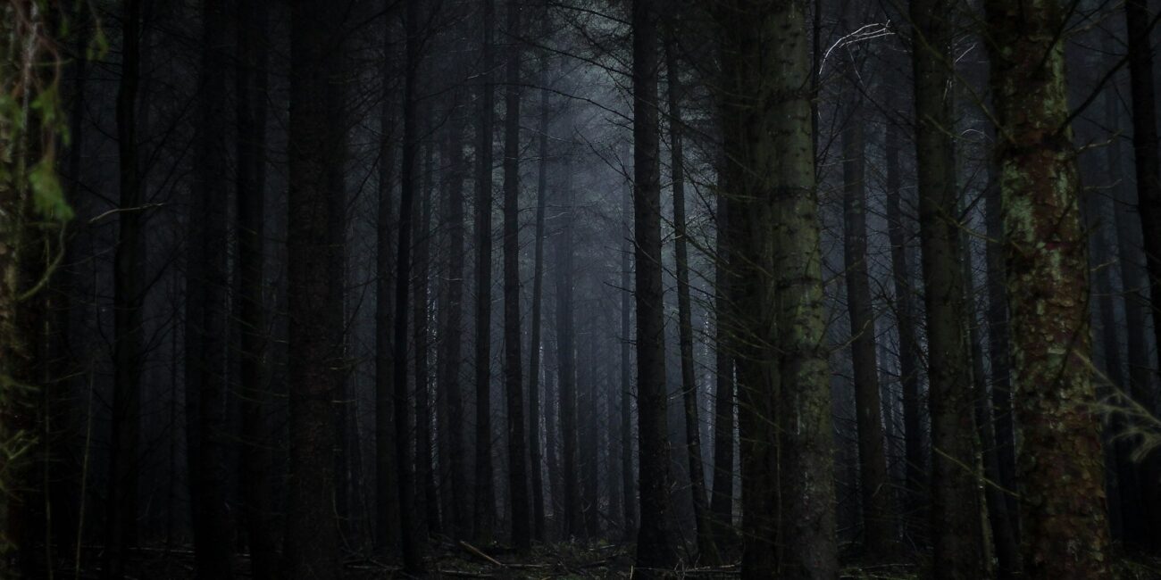 Dark forest representing the 99 Nights in the Forest Helping Happy event