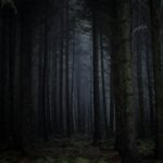 Dark forest representing the 99 Nights in the Forest Helping Happy event