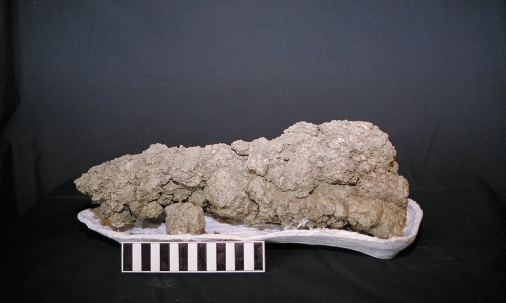Genuine fossilized feces from a carnivorous dinosaur in Saskatchewan, photographed by USGS with a 15-centimeter scientific scale