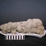 Genuine fossilized feces from a carnivorous dinosaur in Saskatchewan, photographed by USGS with a 15-centimeter scientific scale