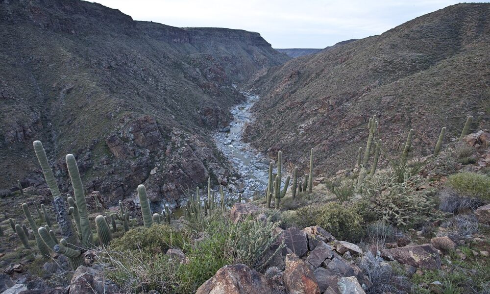 Agua Fria River canyon and saguaros inside Agua Fria National Monument, Arizona