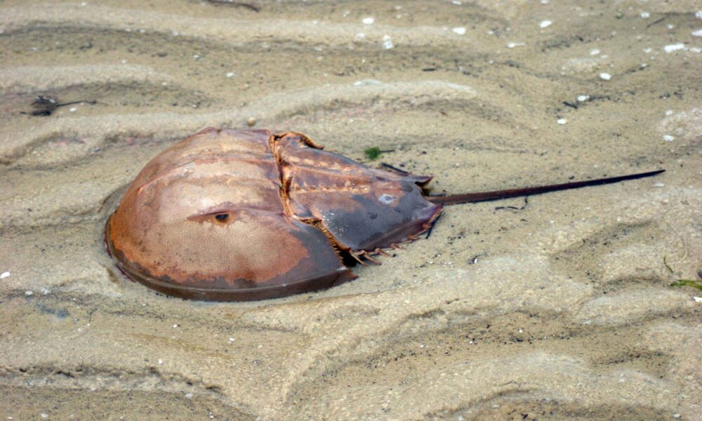 Actual Atlantic horseshoe crab Limulus polyphemus photographed on sand with horseshoe-shaped shell and long rigid tail