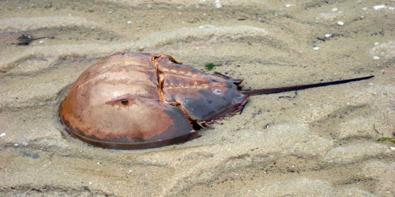 Actual Atlantic horseshoe crab Limulus polyphemus photographed on sand with horseshoe-shaped shell and long rigid tail