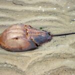 Actual Atlantic horseshoe crab Limulus polyphemus photographed on sand with horseshoe-shaped shell and long rigid tail