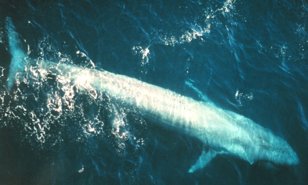 Actual adult blue whale swimming underwater in the eastern Pacific with entire long mottled blue-gray body visible