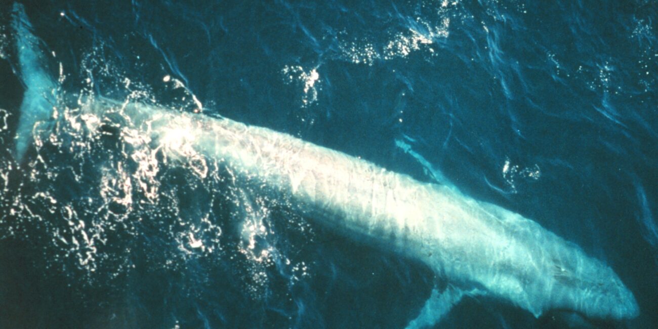 Actual adult blue whale swimming underwater in the eastern Pacific with entire long mottled blue-gray body visible