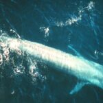 Actual adult blue whale swimming underwater in the eastern Pacific with entire long mottled blue-gray body visible