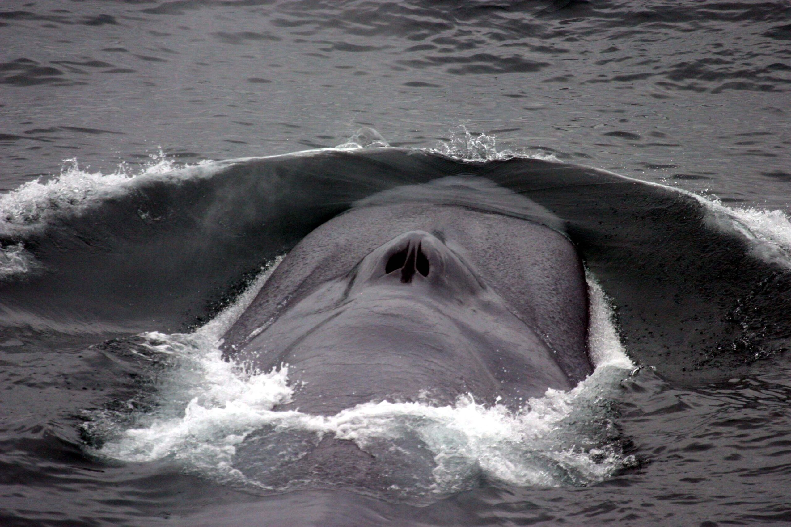 Actual NOAA photograph of a surfacing blue whale's head and blowhole surrounded by a bow wave in the ocean