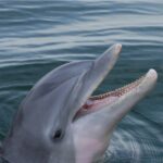 True common bottlenose dolphin Tursiops truncatus face, NOAA Fisheries photo highlighting the dolphin's beak