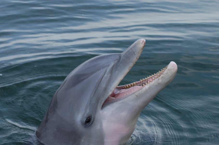 True common bottlenose dolphin Tursiops truncatus face, NOAA Fisheries photo highlighting the dolphin's beak