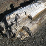 Petrified fossil tree log at Ginkgo Petrified Forest State Park in Washington, photographed by Justin Bastow
