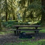 Actual Hoh Rain Forest Campground Loop B campsite with a wooden picnic table, metal fire ring, and moss-covered rainforest trees, Olympic National Park