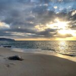 Authentic green sea turtle honu basking on Oahu North Shore, Hawaii, USFWS Sheldon Plentovich June 2020