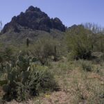 Real view of Ragged Top Mountain and Sonoran Desert plants inside Ironwood Forest National Monument in Arizona