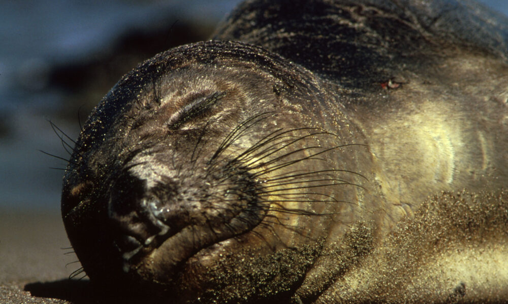 Northern elephant seal Mirounga angustirostris, authentic U.S. Fish and Wildlife Service photograph