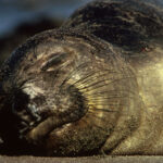 Northern elephant seal Mirounga angustirostris, authentic U.S. Fish and Wildlife Service photograph