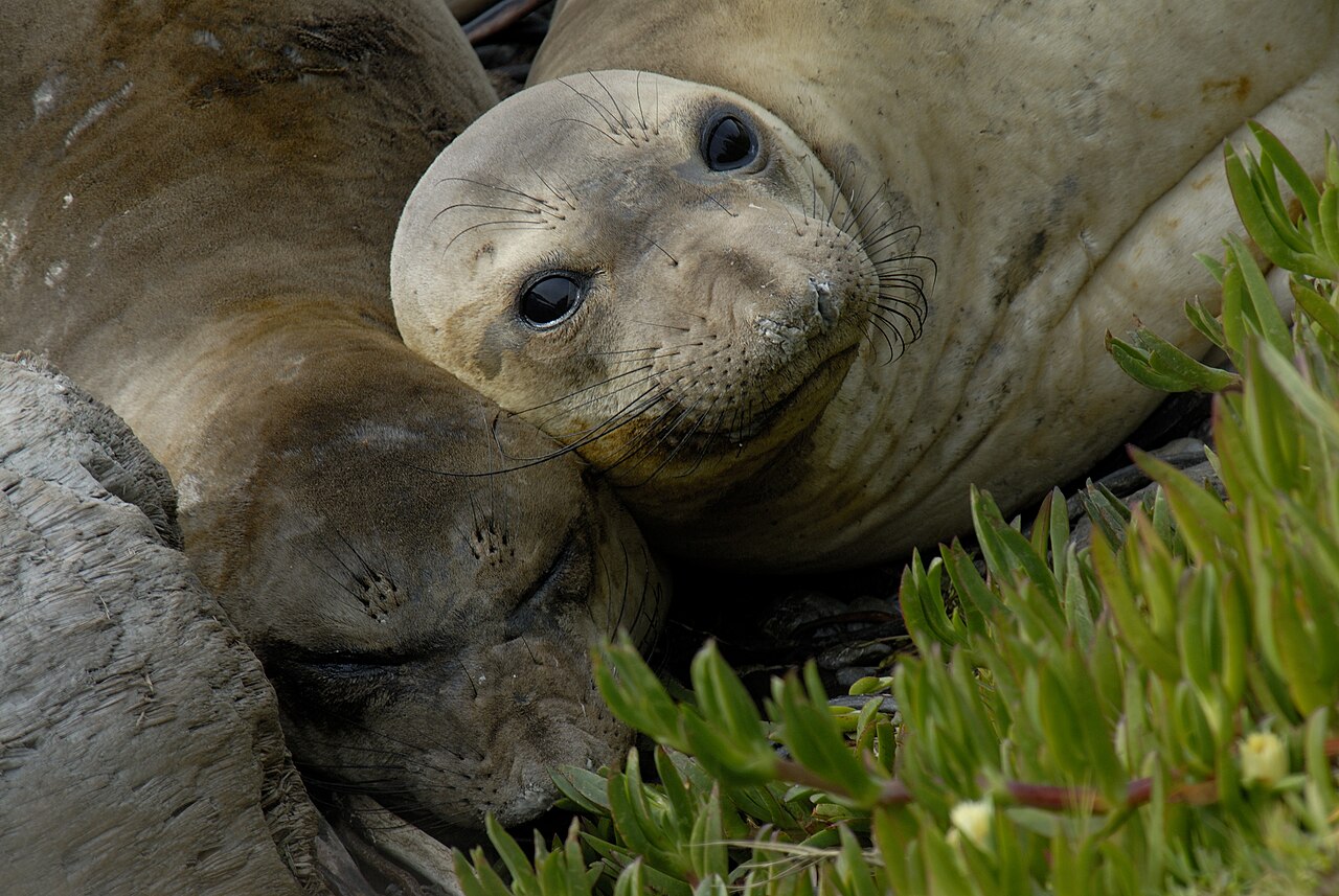 Northern elephant seals resting together on a coastal beach at Monterey Bay National Marine Sanctuary