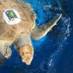 A real olive ridley sea turtle being prepared for release in a U.S. Fish and Wildlife Service photograph