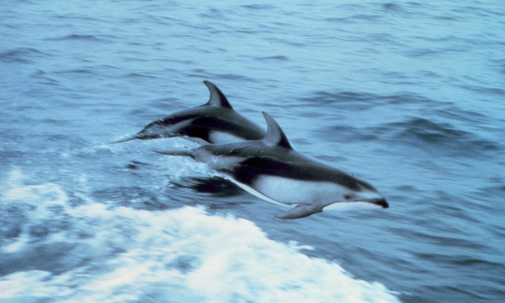 Genuine pair of Pacific white-sided dolphins in the North Pacific photographed by NOAA Captain Budd Christman