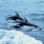 Genuine pair of Pacific white-sided dolphins in the North Pacific photographed by NOAA Captain Budd Christman