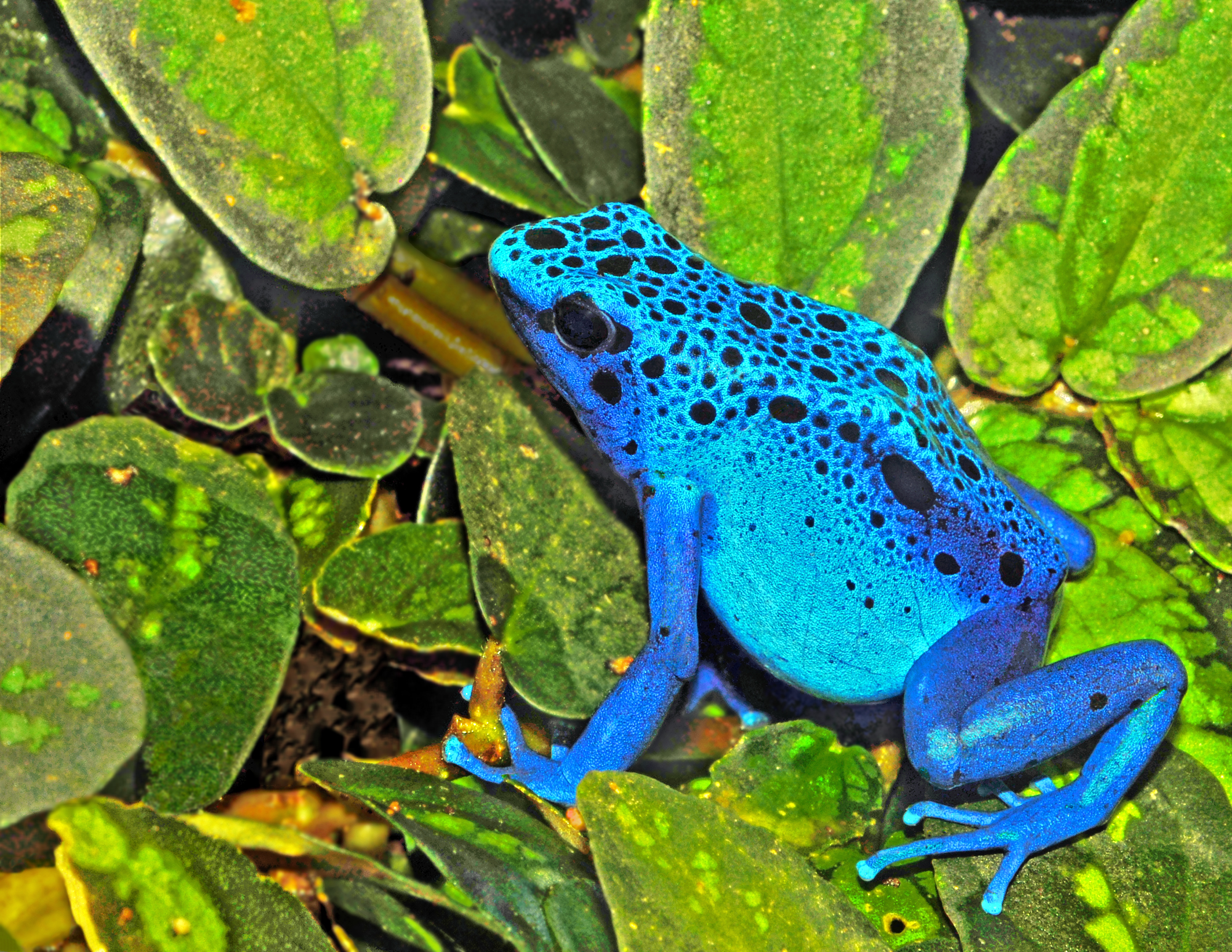 Actual blue Dendrobates tinctorius azureus poison dart frog with dark spots photographed by Michael Gäbler