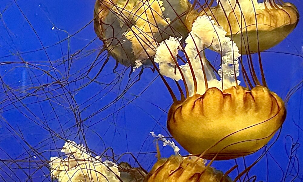 Real Pacific sea nettle jellyfish Chrysaora fuscescens, orange bell and tentacles photographed at Moody Gardens Aquarium 2024