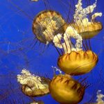 Real Pacific sea nettle jellyfish Chrysaora fuscescens, orange bell and tentacles photographed at Moody Gardens Aquarium 2024
