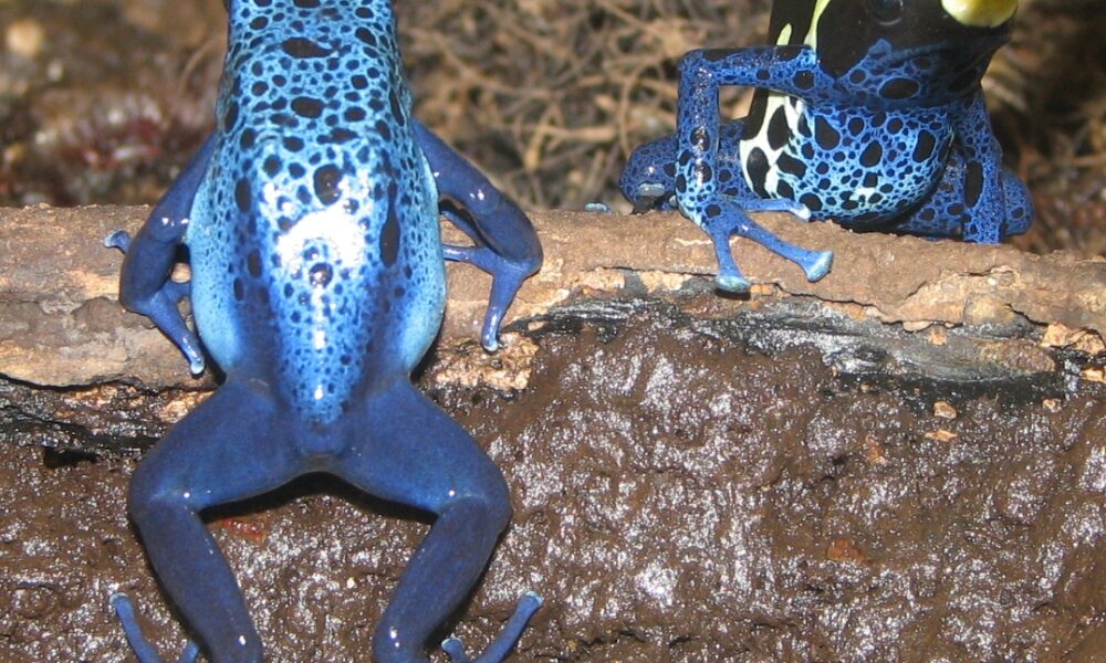 Real blue and patterned dyeing poison dart frogs Dendrobates tinctorius photographed at Louisville Zoo, not an illustration