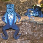 Real blue and patterned dyeing poison dart frogs Dendrobates tinctorius photographed at Louisville Zoo, not an illustration