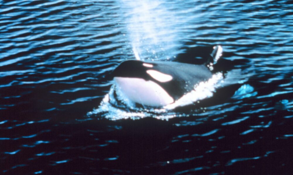 Real killer whale (Orcinus orca) surfacing and exhaling above ocean water; NOAA photograph