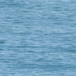 Real vaquita porpoise Phocoena sinus photographed by Paula Olson for NOAA in Gulf of California