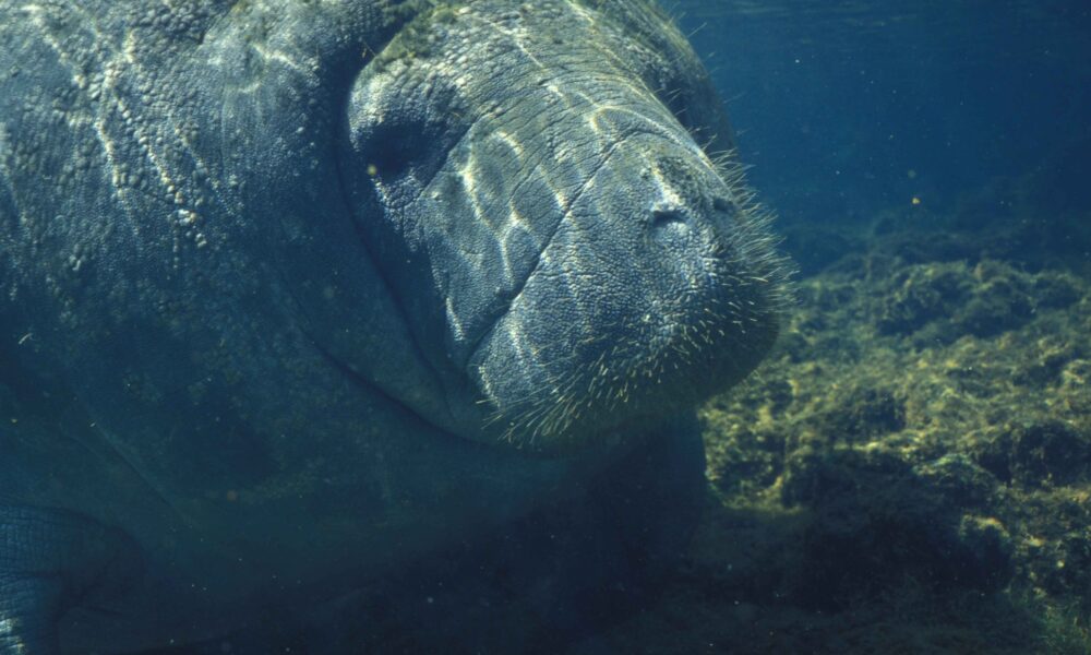 Actual West Indian manatee underwater in Florida, photographed for the US Fish and Wildlife Service by Ryan Hagerty