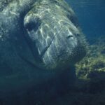 Actual West Indian manatee underwater in Florida, photographed for the US Fish and Wildlife Service by Ryan Hagerty