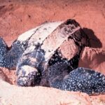 Actual largest living turtle, adult leatherback sea turtle on beach in Costa Rica, NOAA photograph