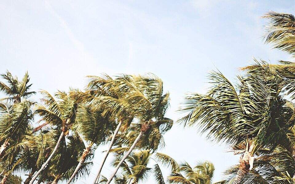 Palm trees bend in strong wind, illustrating the type of hazard covered by a Wind Advisory or High Wind Warning