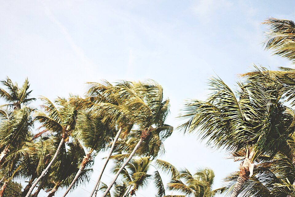 Palm trees bend in strong wind, illustrating the type of hazard covered by a Wind Advisory or High Wind Warning
