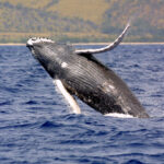 Actual humpback whale Megaptera novaeangliae breaching from the ocean, showing its long pectoral flipper and ridged underside, in a NOAA photograph