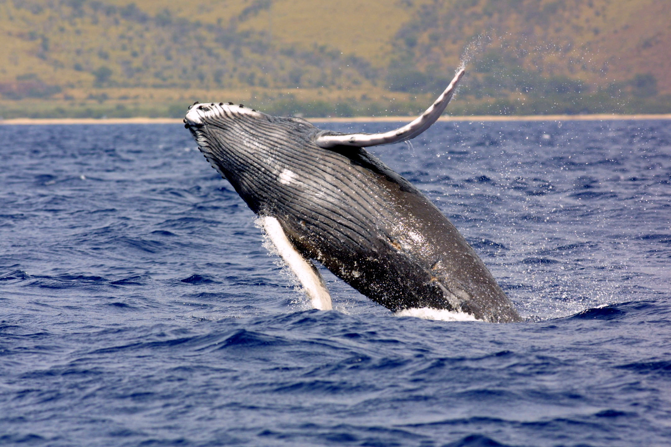 Real NOAA photo of a humpback whale breaching from the ocean, displaying its long pectoral flipper and ribbed white underside