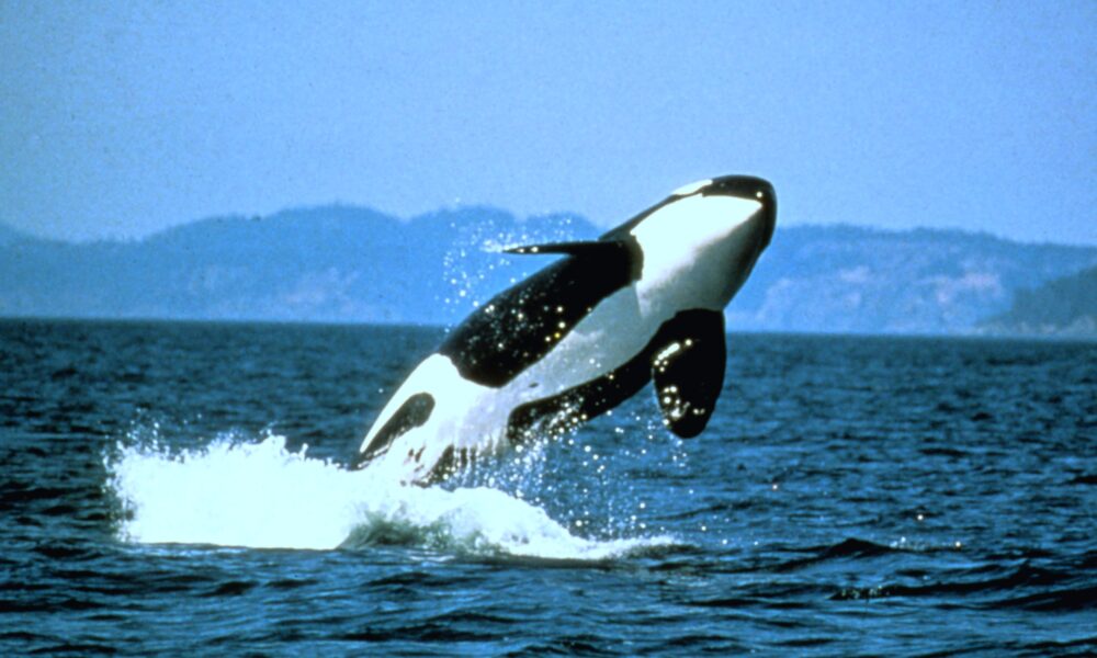 Real NOAA Photo Library photograph of a killer whale or orca breaching above the ocean, revealing its black-and-white body and pectoral fin