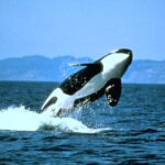 Real NOAA Photo Library photograph of a killer whale or orca breaching above the ocean, revealing its black-and-white body and pectoral fin