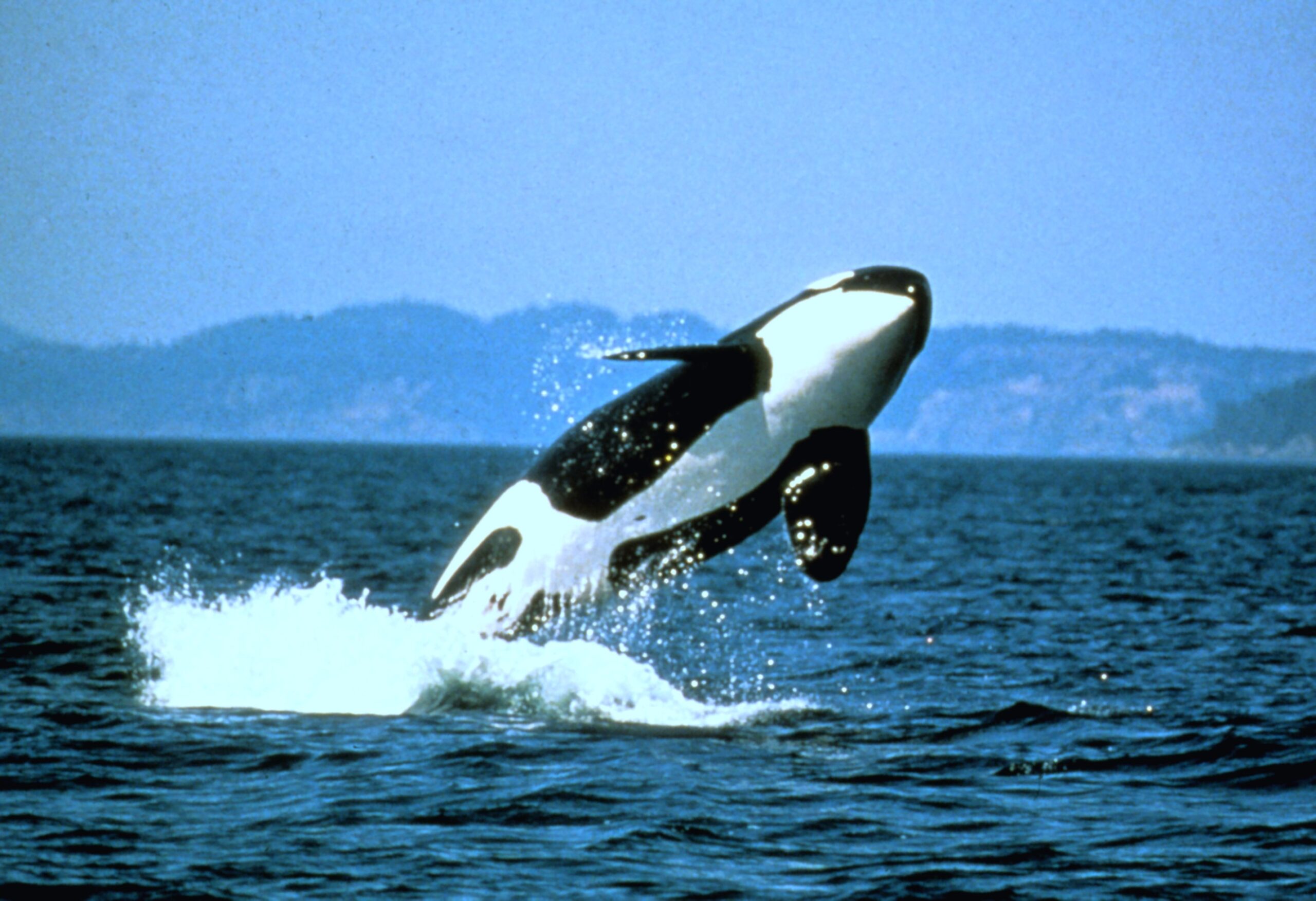 An actual orca killer whale photographed breaching above the ocean by the NOAA Photo Library, revealing its distinctive black and white body markings