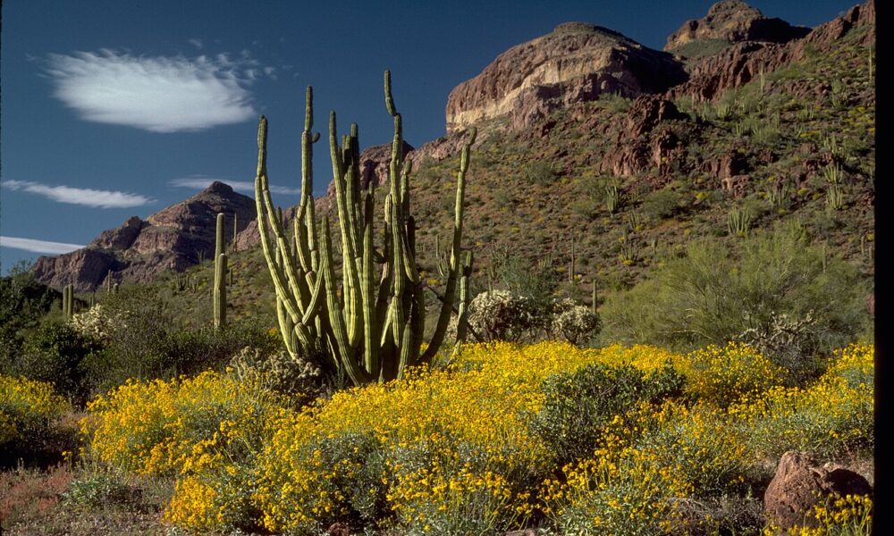 Real organ pipe cacti and yellow wildflowers at Organ Pipe Cactus National Monument in Arizona