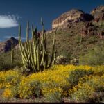 Real organ pipe cacti and yellow wildflowers at Organ Pipe Cactus National Monument in Arizona