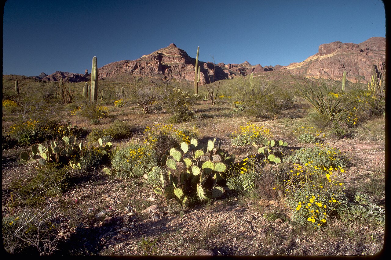 Photograph of real Sonoran Desert terrain and cactus vegetation inside Organ Pipe Cactus National Monument
